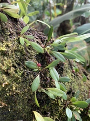 Stelis embreei