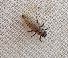 Tytthaspis sedecimpunctata