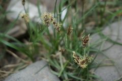 Carex duriuscula rigescens