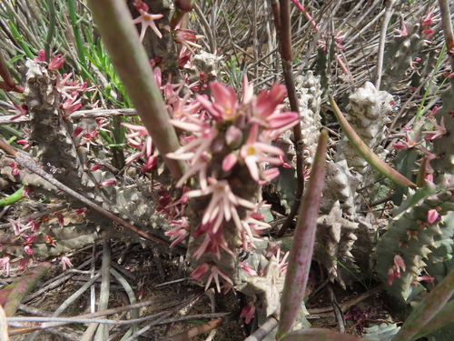 Image of Quaqua incarnata by (c) linkie, some rights reserved (CC BY)