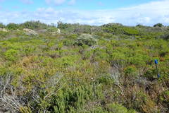 Coleonema pulchellum