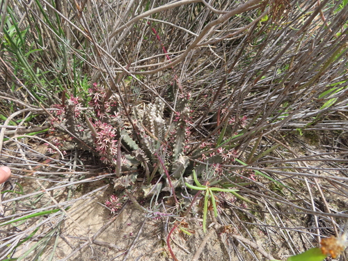 Image of Quaqua incarnata by (c) linkie, some rights reserved (CC BY)