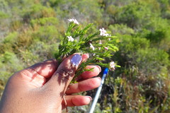 Coleonema pulchellum