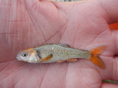 Cyprinella proserpina