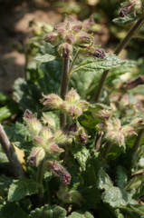 Rehmannia glutinosa