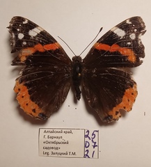 Vanessa atalanta atalanta