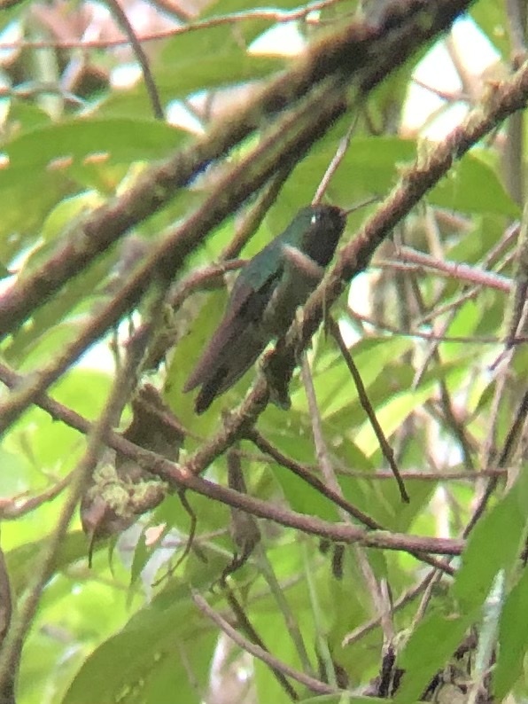 Amethyst-throated Sunangel (Heliangelus amethysticollis)