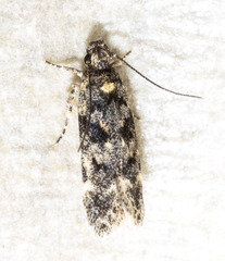 Chionodes emptor