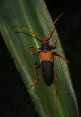 Schmidtiana javanica