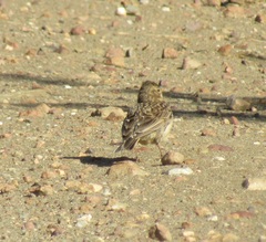 Galerida magnirostris sedentaria
