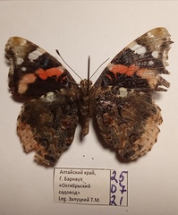 Vanessa atalanta atalanta
