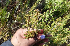 Erica glumiflora