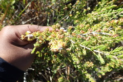 Erica glumiflora