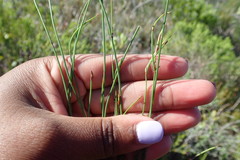 Elegia microcarpa