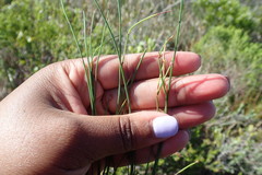 Elegia microcarpa