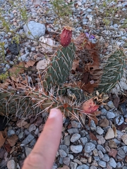 Opuntia