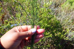 Elegia microcarpa