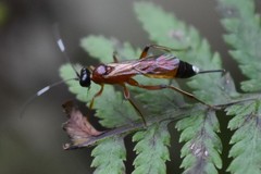 Agrothereutina