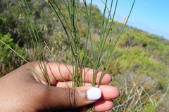 Elegia microcarpa