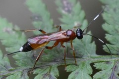 Agrothereutina