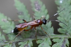 Agrothereutina