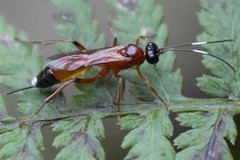 Agrothereutina