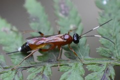 Agrothereutina