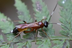 Agrothereutina