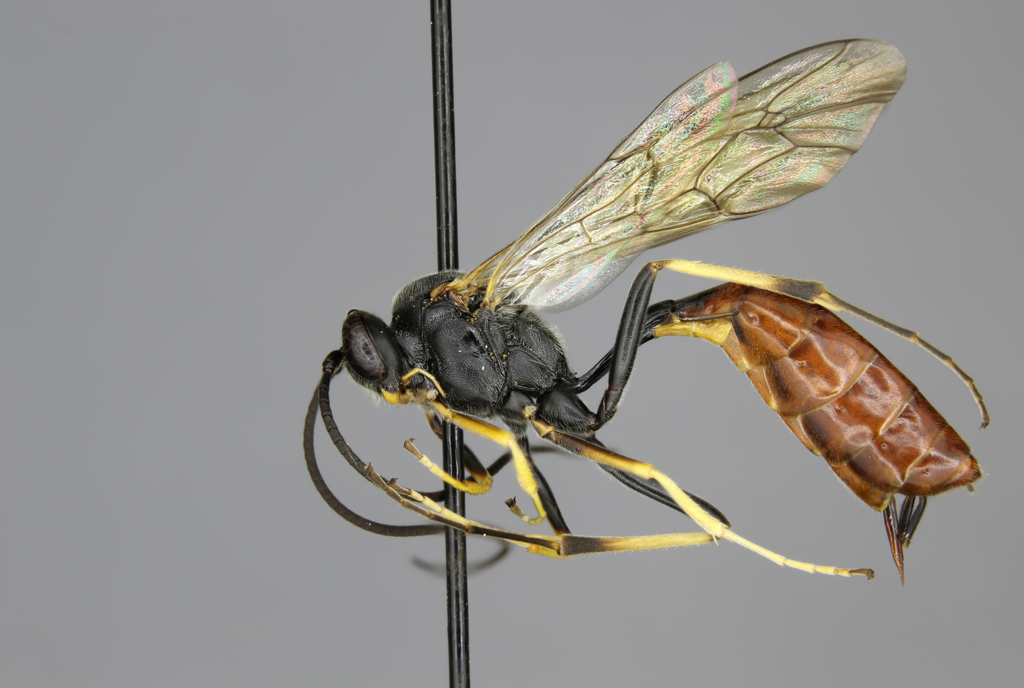 Dusona wyomingensis