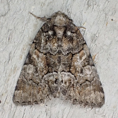 Chytonix sensilis
