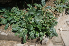 Rehmannia glutinosa