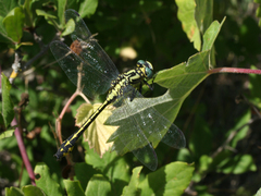 Gomphus schneiderii