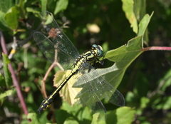 Gomphus schneiderii
