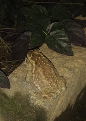 Duttaphrynus melanostictus