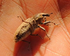 Asproparthenis punctiventris