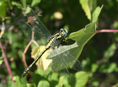 Gomphus schneiderii