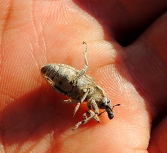 Asproparthenis punctiventris