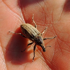 Asproparthenis punctiventris