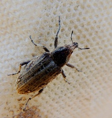 Asproparthenis punctiventris