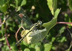 Gomphus schneiderii