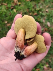 Hortiboletus engelii