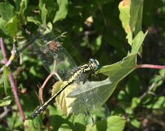 Gomphus schneiderii