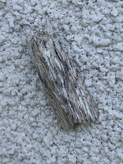 Oncocnemidinae