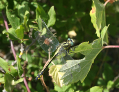 Gomphus schneiderii