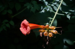 Campsis grandiflora