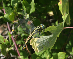 Gomphus schneiderii