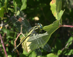 Gomphus schneiderii