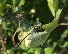 Gomphus schneiderii