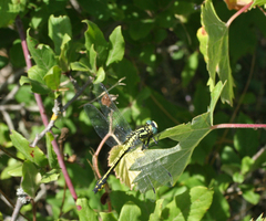 Gomphus schneiderii