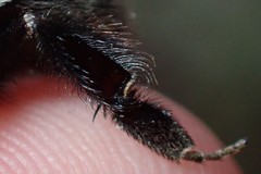 Bombus impatiens